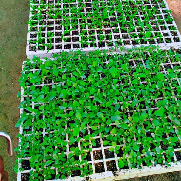 2,400 seedlings