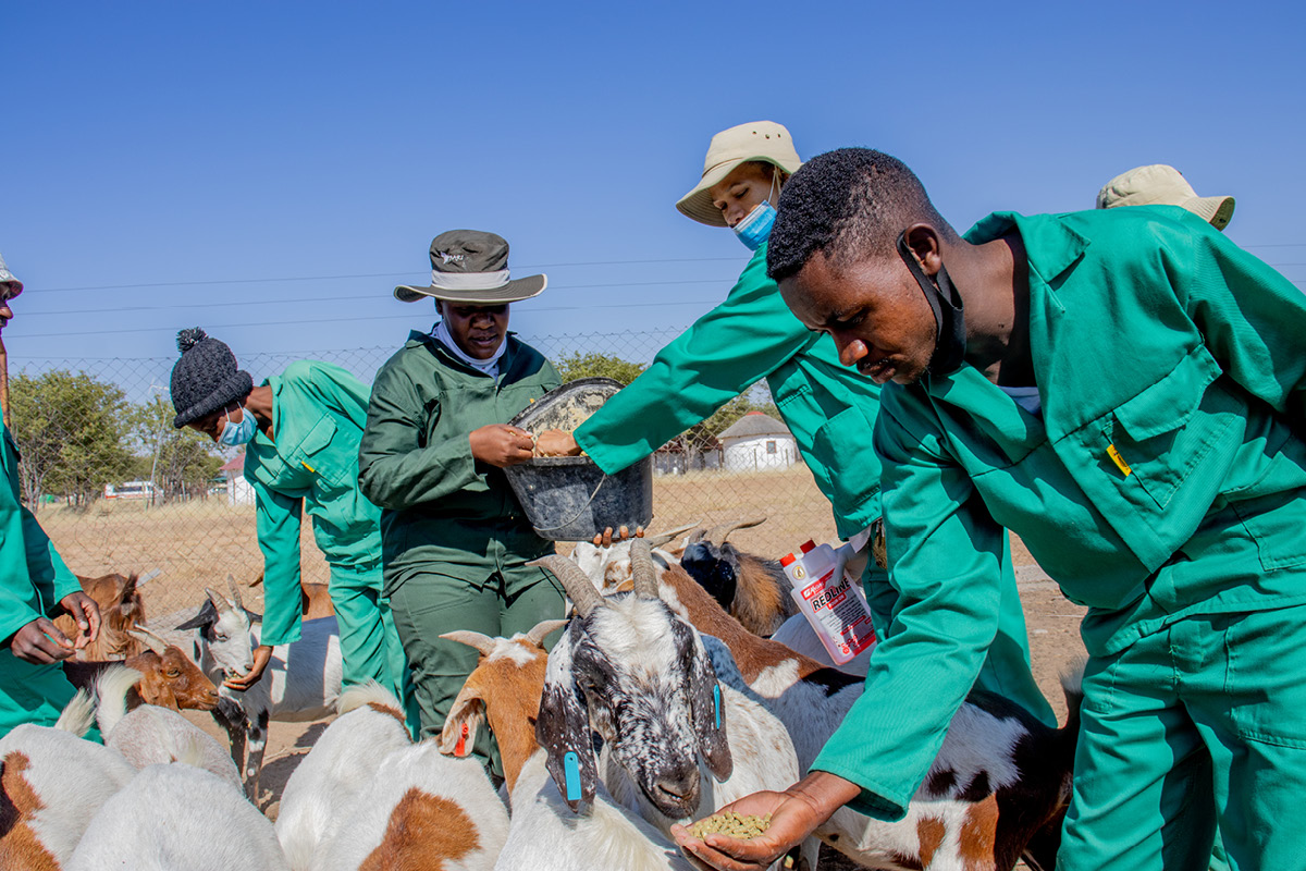 Agri students feeding goats